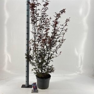 Acer pal. 'Shaina' 40-50 cm cont. 10L - afbeelding 4