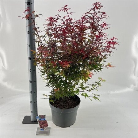 Acer pal. 'Shaina' 40-50 cm cont. 10L - afbeelding 5