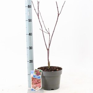 Acer pal. 'Shaina' 50-60 cm cont. 3,0L
