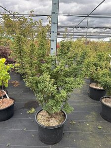 Acer pal. 'Shishigashira' 100-125 cm cont. 30L