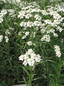 Achillea ptarmica geen maat specificatie 0,55L/P9cm