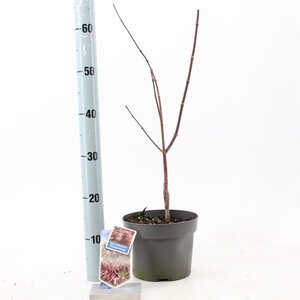 Acer pal. 'Trompenburg' 50-60 cm cont. 3,0L