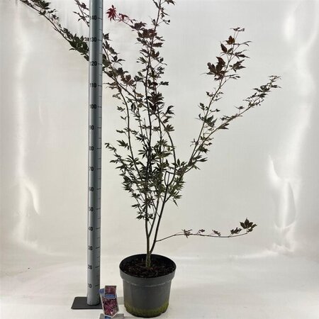 Acer pal. 'Trompenburg' 60-70 cm cont. 10L - afbeelding 4