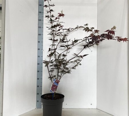 Acer pal. 'Trompenburg' 60-70 cm cont. 10L - afbeelding 1