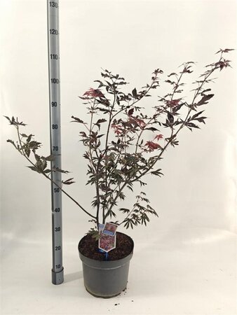 Acer pal. 'Trompenburg' 60-70 cm cont. 10L - afbeelding 3