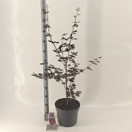 Acer pal. 'Trompenburg' 60-70 cm cont. 10L - afbeelding 2