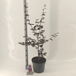 Acer pal. 'Trompenburg' 60-70 cm cont. 10L - afbeelding 2