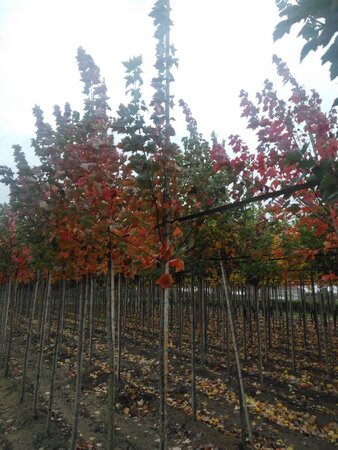 Acer rubrum Fairview Flame 6-8 Hoogstam wortelgoed - afbeelding 4