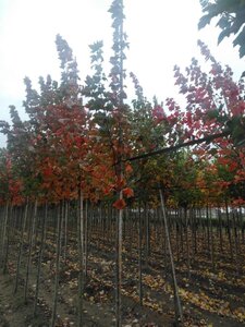 Acer rubrum Fairview Flame 6-8 Hoogstam wortelgoed - afbeelding 4