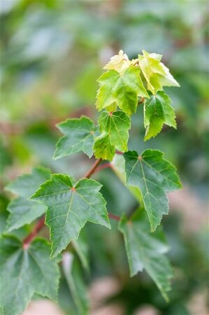 Acer rubrum Fairview Flame 6-8 STA BR - image 1