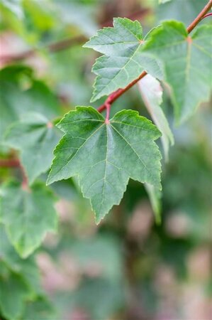 Acer rubrum Fairview Flame 6-8 STA BR - image 3