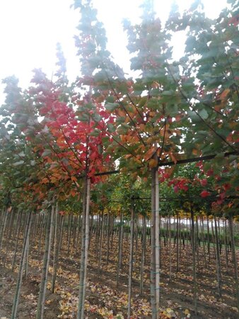 Acer rubrum Fairview Flame 8-10 Hoogstam wortelgoed - afbeelding 4