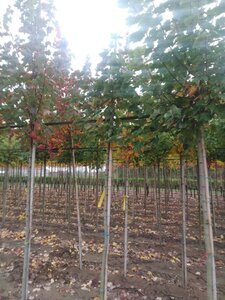 Acer rubrum 'October Glory' 6-8 Hoogstam wortelgoed - afbeelding 10