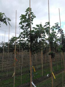 Acer rubrum 'October Glory' 6-8 Hoogstam wortelgoed - afbeelding 4