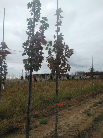 Acer rubrum 'October Glory' 6-8 Hoogstam wortelgoed - afbeelding 3