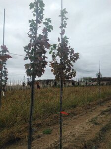 Acer rubrum 'October Glory' 6-8 Hoogstam wortelgoed - afbeelding 3