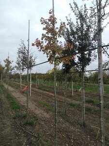 Acer rubrum 'October Glory' 6-8 Hoogstam wortelgoed - afbeelding 2