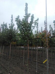 Acer rubrum 'October Glory' 8-10 Hoogstam wortelgoed - afbeelding 9