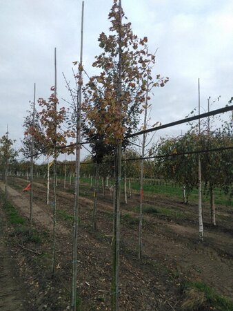Acer rubrum 'October Glory' 8-10 Hoogstam wortelgoed - afbeelding 8