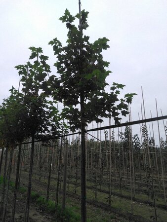 Acer rubrum 'October Glory' 8-10 Hoogstam wortelgoed - afbeelding 5