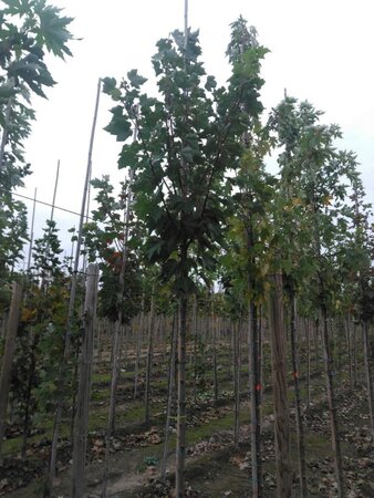 Acer rubrum 'October Glory' 8-10 Hoogstam wortelgoed - afbeelding 6