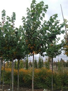 Acer rubrum 'Scanlon' 10-12 Hoogstam wortelgoed - afbeelding 4