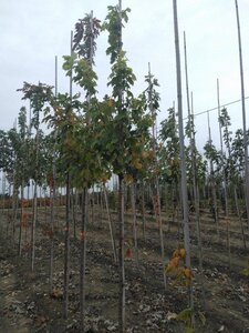 Acer rubrum 'Scanlon' 6-8 Hoogstam wortelgoed - afbeelding 4