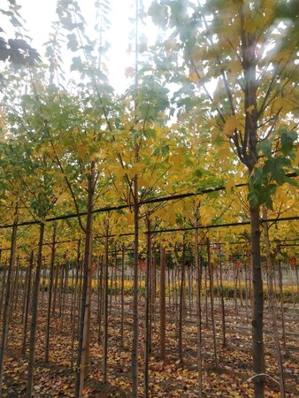 Acer rubrum 'Scanlon' 6-8 Hoogstam wortelgoed - afbeelding 7