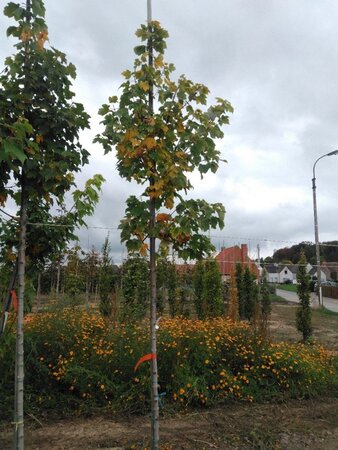 Acer rubrum 'Scanlon' 6-8 Hoogstam wortelgoed - afbeelding 5