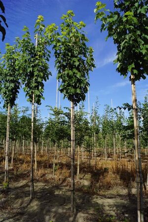 Acer rubrum 'Scanlon' 8-10 Hoogstam draadkluit - afbeelding 2