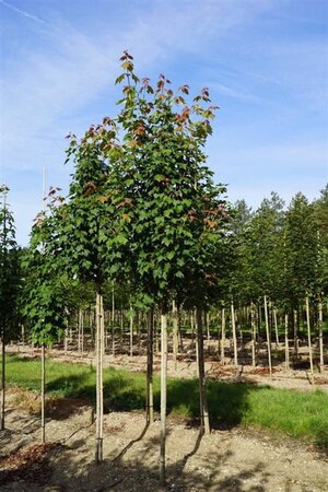 Acer rubrum 'Scanlon' 8-10 Hoogstam draadkluit - afbeelding 3