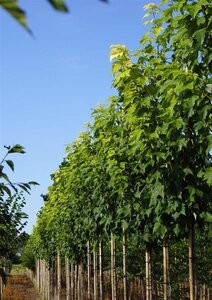Acer rubrum 'Scanlon' 8-10 Hoogstam draadkluit - afbeelding 4