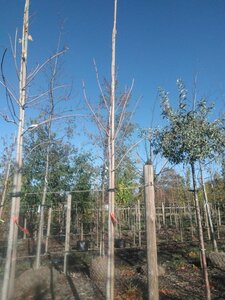 Acer rubrum 'Scanlon' 8-10 Hoogstam draadkluit - afbeelding 5