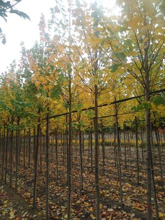 Acer rubrum 'Scanlon' 8-10 Hoogstam wortelgoed - afbeelding 8