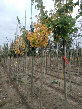Acer rubrum 'Scanlon' 8-10 Hoogstam wortelgoed - afbeelding 2