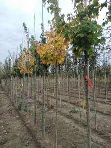 Acer rubrum 'Scanlon' 8-10 Hoogstam wortelgoed - afbeelding 2