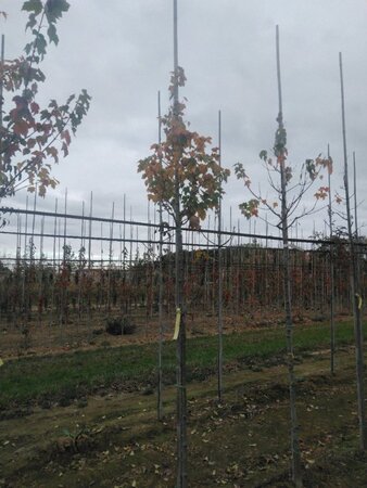 Acer rubrum 'Scanlon' 8-10 Hoogstam wortelgoed - afbeelding 7