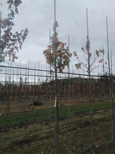 Acer rubrum 'Scanlon' 8-10 Hoogstam wortelgoed - afbeelding 7