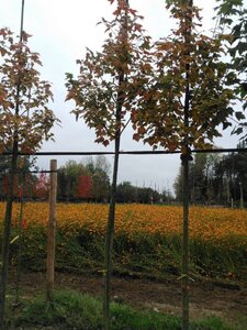 Acer rubrum 'Scanlon' 8-10 Hoogstam wortelgoed - afbeelding 3