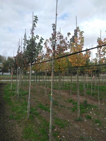 Acer rubrum 'Summer Red' 6-8 Hoogstam wortelgoed - afbeelding 8