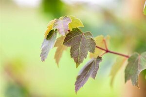 Acer rubrum 'Summer Red' 8-10 Hoogstam wortelgoed - afbeelding 5