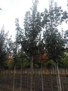 Acer rubrum 'Summer Red' 8-10 Hoogstam wortelgoed - afbeelding 10