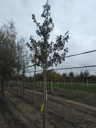 Acer rubrum 'Summer Red' 8-10 Hoogstam wortelgoed - afbeelding 2
