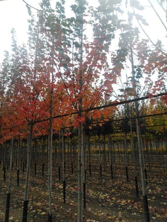 Acer rubrum 'Sun Valley' 10-12 Hoogstam wortelgoed - afbeelding 2