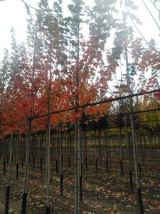 Acer rubrum 'Sun Valley' 10-12 Hoogstam wortelgoed - afbeelding 2