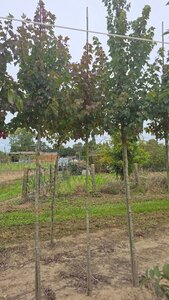 Acer rubrum 'Sun Valley' 6-8 Hoogstam wortelgoed - afbeelding 4