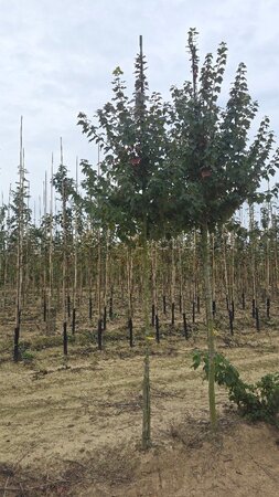 Acer rubrum 'Sun Valley' 8-10 Hoogstam wortelgoed - afbeelding 4