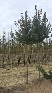 Acer rubrum 'Sun Valley' 8-10 Hoogstam wortelgoed - afbeelding 4