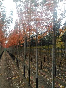 Acer rubrum 'Sun Valley' 8-10 Hoogstam wortelgoed - afbeelding 5