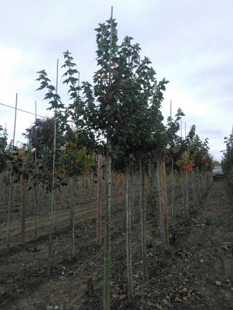 Acer rubrum 10-12 Hoogstam wortelgoed - afbeelding 5